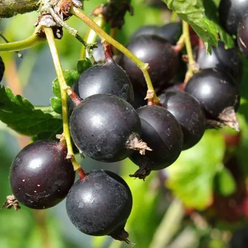 Йошта ДЖОСТАБЕРРИ  Йошта ДЖОСТАБЕРРИ в Ульяновске