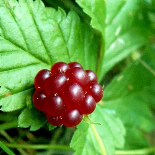 Княженика ЭЛПЕ  Княженика ЭЛПЕ в Ульяновске