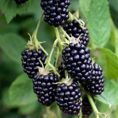 Ремонтантная  Ремонтантная в Ульяновске