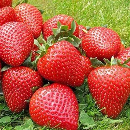 Клубника ЭЛИАНЕ  Клубника ЭЛИАНЕ в Ульяновске