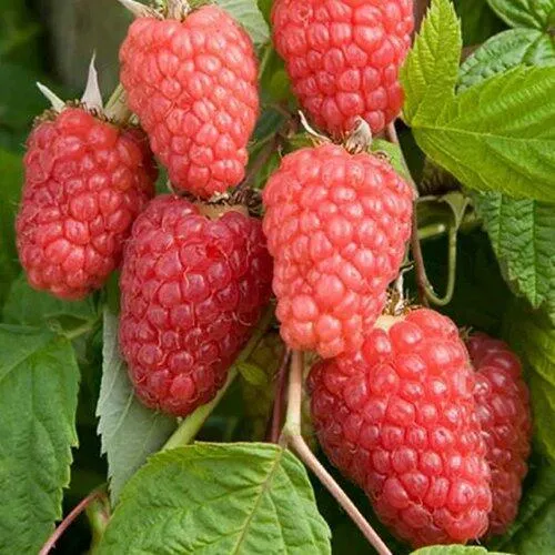 Малина КАСКАД ДЕЛАЙТ  Малина КАСКАД ДЕЛАЙТ в Ульяновске