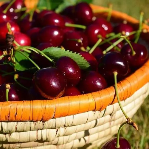 Вишня НЕСВИЖСКАЯ  Вишня НЕСВИЖСКАЯ в Ульяновске