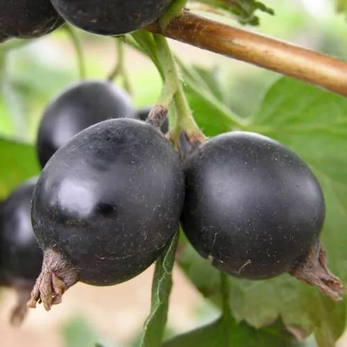 ЙОШТА  ЙОШТА в Ульяновске