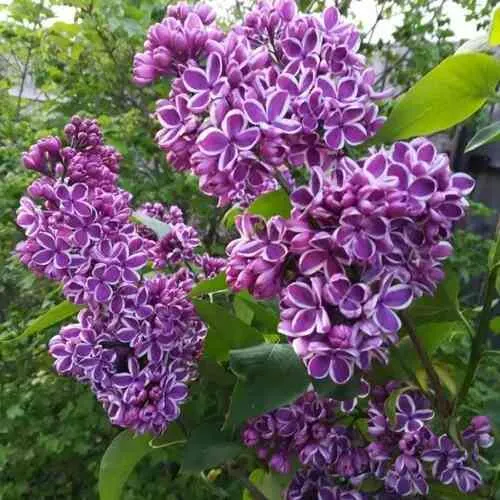 Сирень СЕНСАЦИЯ  Сирень СЕНСАЦИЯ в Ульяновске