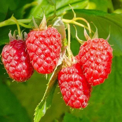 Малина ИЗОБИЛЬНАЯ  Малина ИЗОБИЛЬНАЯ в Ульяновске