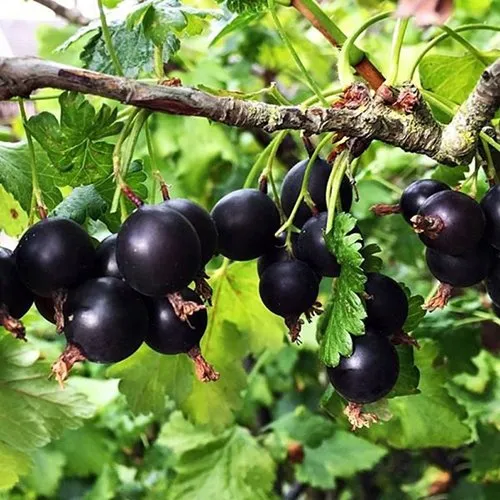 Йошта КРЫМСКАЯ  Йошта КРЫМСКАЯ в Ульяновске