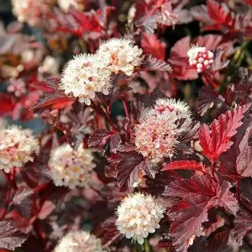 Пузыреплодник ЛЕДИ ИН РЕД  Пузыреплодник ЛЕДИ ИН РЕД в Ульяновске