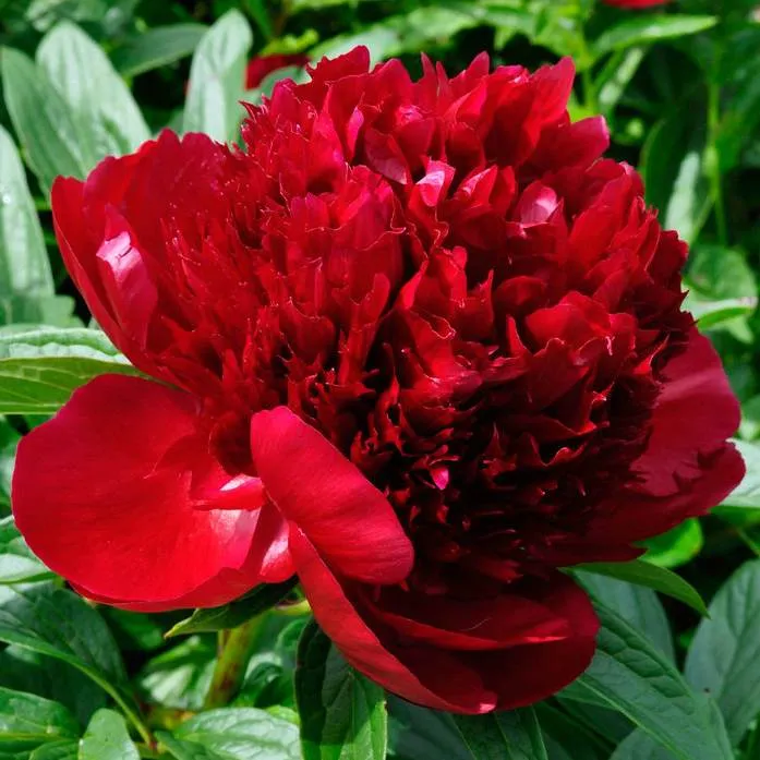 Красные пионы.jpg Красные пионы.jpg