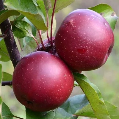 Красномясая  Красномясая в Ульяновске