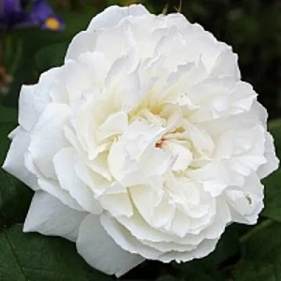 Саженцы роз ВИНЧЕСТЕР КАФЕДРАЛ английская  Саженцы роз ВИНЧЕСТЕР КАФЕДРАЛ английская в Ульяновске