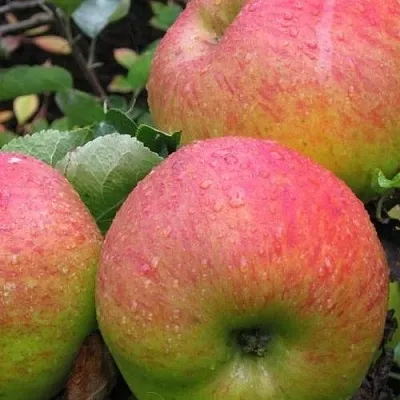 Яблоня ЯБЛОЧНЫЙ СПАС  Яблоня ЯБЛОЧНЫЙ СПАС в Ульяновске