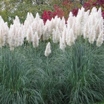 Кортадерия белая (пампасная трава) в Ульяновске