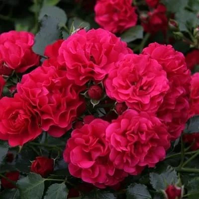Саженцы роз РАДОСТЬ САДОВНИКА (ГАРТЕН ФРОЙДЕ) почвопокровная в Ульяновске