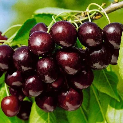 Черешня ВИТЯЗЬ  Черешня ВИТЯЗЬ в Ульяновске