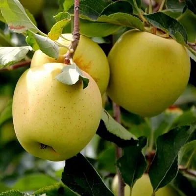 Яблоня ГОЛДЕН ВЛАДИМИРСКИЙ  Яблоня ГОЛДЕН ВЛАДИМИРСКИЙ в Ульяновске