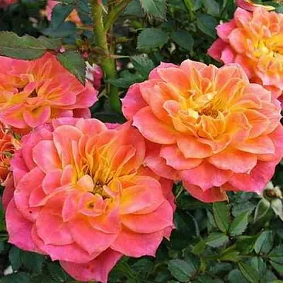 Саженцы роз МАНДАРИН миниатюрная  Саженцы роз МАНДАРИН миниатюрная в Ульяновске