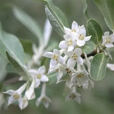 ЛОХ СЕРЕБРИСТЫЙ  ЛОХ СЕРЕБРИСТЫЙ в Ульяновске