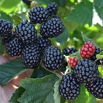 Ежевика ПОЛАР бесшипная  Ежевика ПОЛАР бесшипная в Ульяновске