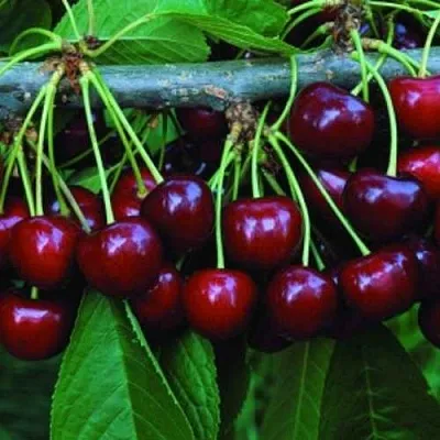 Черешня ВЕДА  Черешня ВЕДА в Ульяновске