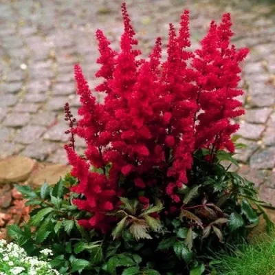 Астильба ГЛАТ Арендса — описание сорта Астильба ГЛАТ Арендса в Ульяновске