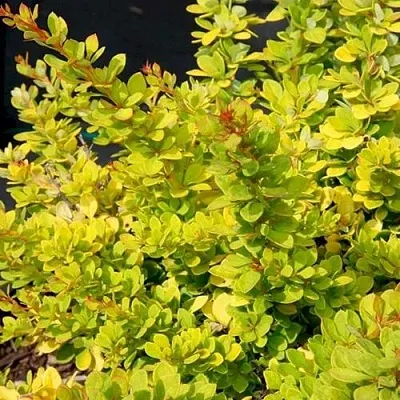 Барбарис СЕНСЕЙШЕН тунберга  Барбарис СЕНСЕЙШЕН тунберга в Ульяновске