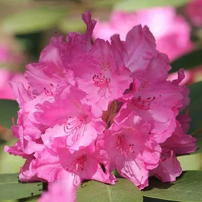 Рододендрон ЛУМИНА  Рододендрон ЛУМИНА в Ульяновске