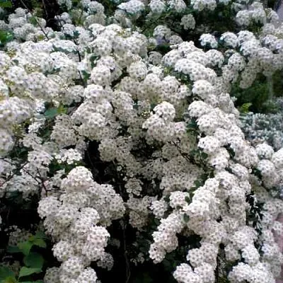 Спирея ВАНГУТТА  Спирея ВАНГУТТА в Ульяновске