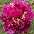 Пион ПОЛЕТ ЛАСТОЧКИ древовидный в Ульяновске