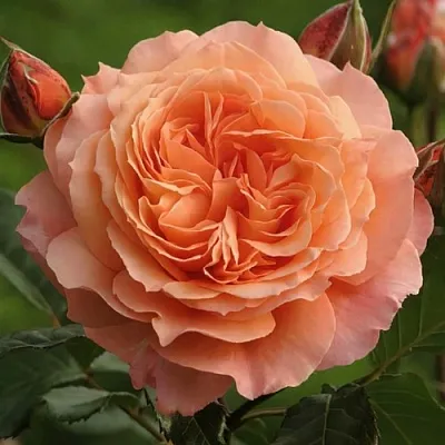 Саженцы роз БЕЛЬВЕДЕР шраб  Саженцы роз БЕЛЬВЕДЕР шраб в Ульяновске