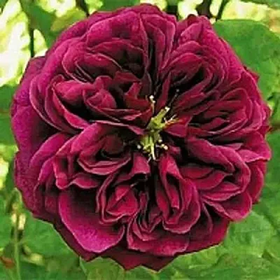 Саженцы роз ЗЕ ПРИНЦ английская  Саженцы роз ЗЕ ПРИНЦ английская в Ульяновске