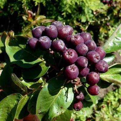 Рябина ЛИКЁРНАЯ сладкоплодная в Ульяновске