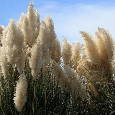 Кортадерия белая (пампасная трава) в Ульяновске