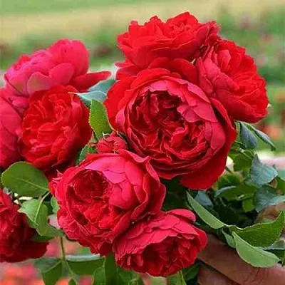 Саженцы роз ФЛОРЕНТИНА плетистая  Саженцы роз ФЛОРЕНТИНА плетистая в Ульяновске