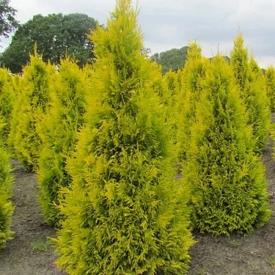 Туя САНКИСТ западная  Туя САНКИСТ западная в Ульяновске