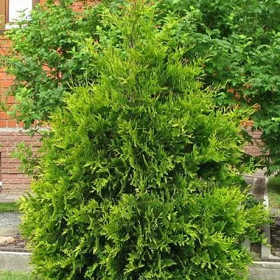 Туя АНЯ (АНИЕ) западная  Туя АНЯ (АНИЕ) западная в Ульяновске