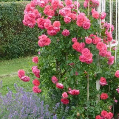 Саженцы роз РОЗЕУМ ЮТЕРСОН плетистая в Ульяновске