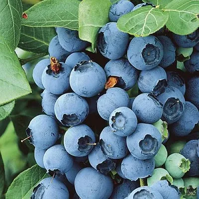 Голубика КОВИЛЛ  Голубика КОВИЛЛ в Ульяновске