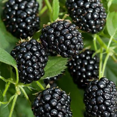 Ежевика АГАВАМ  Ежевика АГАВАМ в Ульяновске