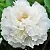 Пион БЕЛЫЙ СНЕГ древовидный в Ульяновске