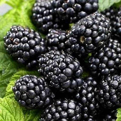 Ежевика БЖЕЗИНА бесшипная  Ежевика БЖЕЗИНА бесшипная в Ульяновске