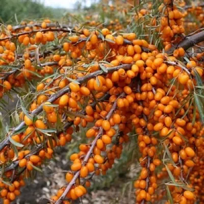 Облепиха ПЕРЧИК  Облепиха ПЕРЧИК в Ульяновске