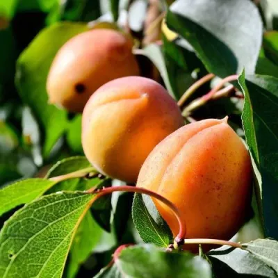 Абрикос БАЙ в Ульяновске