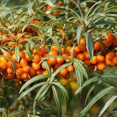 Облепиха РОСИНКА  Облепиха РОСИНКА в Ульяновске