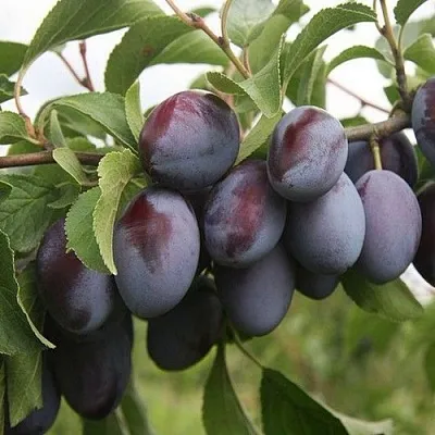 Слива РЕНКЛОД  Слива РЕНКЛОД в Ульяновске