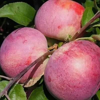 Яблоня БЕЛОРУССКОЕ МАЛИНОВОЕ  Яблоня БЕЛОРУССКОЕ МАЛИНОВОЕ в Ульяновске