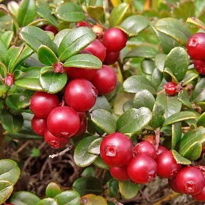 Брусника садовая АМЕРЛАНД  Брусника садовая АМЕРЛАНД в Ульяновске