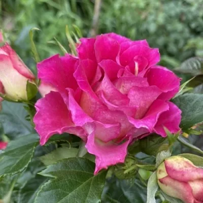 Саженцы роз БРЕРА флорибунда  Саженцы роз БРЕРА флорибунда в Ульяновске