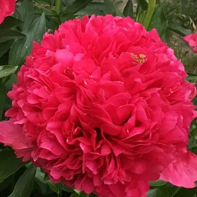 саженцы пиона саженцы пиона