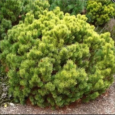 Ель ДАНС ДВАРФ обыкновення  Ель ДАНС ДВАРФ обыкновення в Ульяновске