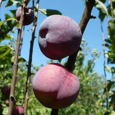 Плумкот ВЕЙ ВОНГ  Плумкот ВЕЙ ВОНГ в Ульяновске